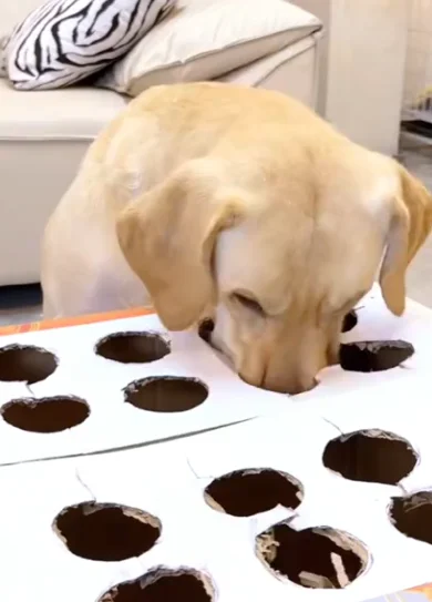 Diseño sin título (16)