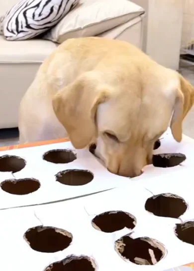 6 Diseño sin título (16) remuestreada por 2da vez