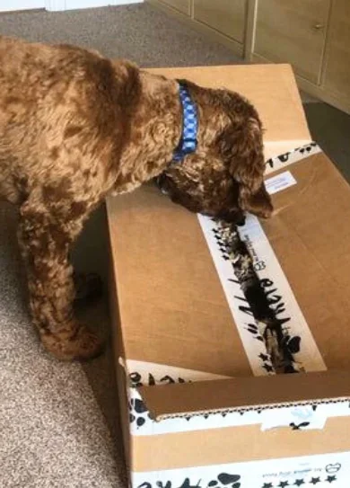 9 Diseño sin título (6) remuestreada por 2da vez